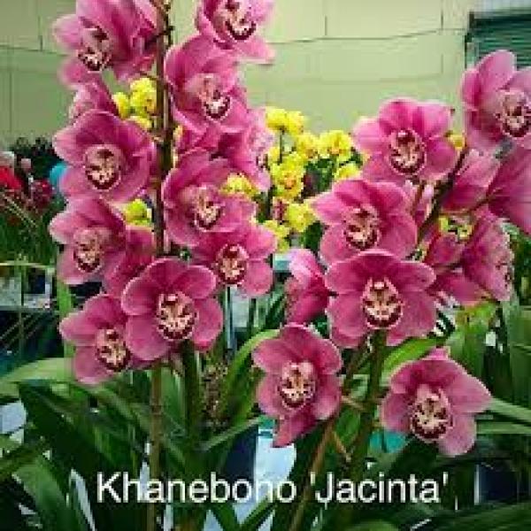 Orchid