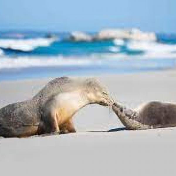 Seal on the beach