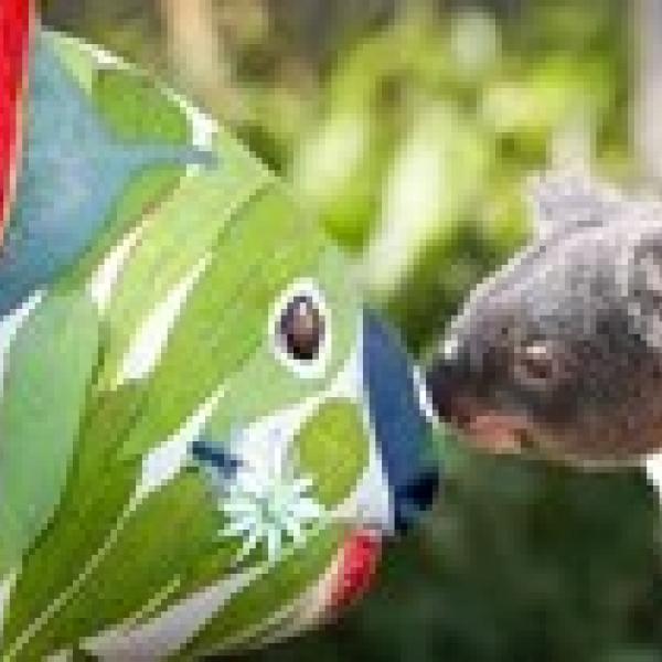 Koala