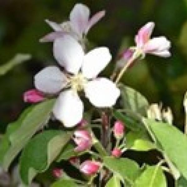 🌸 Flourish at the Bellingen 🌿 Spring Plant Fair 🌈